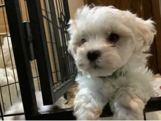 Cuccioli di maltese maschi e femmine