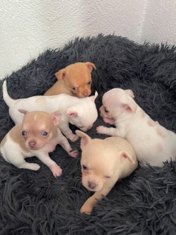 Cuccioli di chihuahua - Foto 3