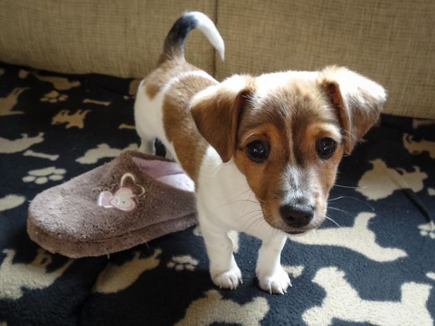 Cuccioli di Jack Russell