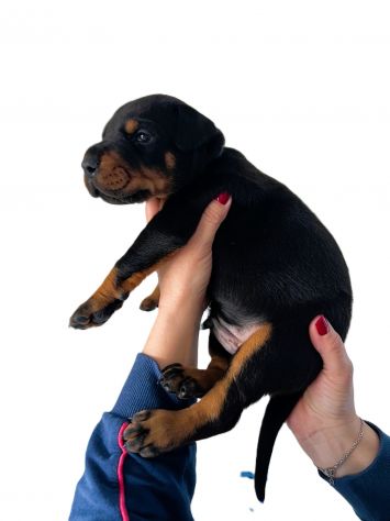 Dolcissimi cuccioli di Dobermann cercano una casa piena d’amore - Foto 7