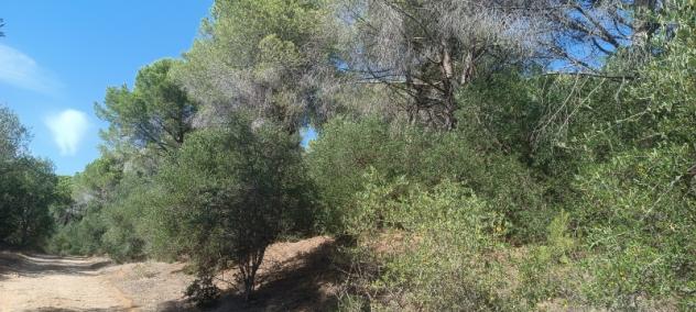FOLLONICA VENDESI TERRENO AGRICOLO