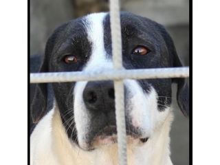 MARILU' CAGNOLINA IN ADOZIONE