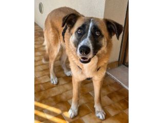 Ambra 4 anni Taglia grande