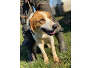 Zak -cagnolino dagli occhi magnetici-