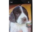 Cuccioli Springer spaniel