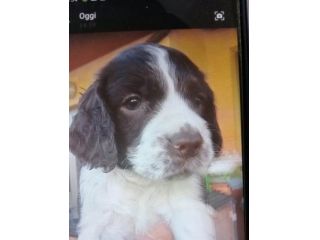 Cuccioli Springer spaniel