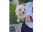 Mafalda: 4 anni, socievole con tutti