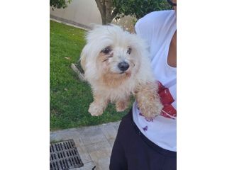 Mafalda: 4 anni, socievole con tutti