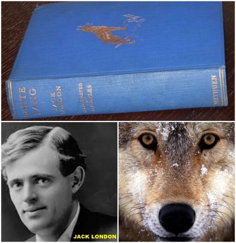 WHITE FANG (ZANNA BIANCA), JACK LONDON, METHUEN & CO. LTD. London 1928.