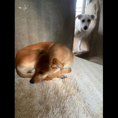 COCO, IGMA, JASMIN CUCCIOLE IN ADOZIONE - Foto 3