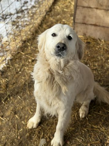 MARLON, magnifico mix GOLDEN RETRIEVER! - Foto 3