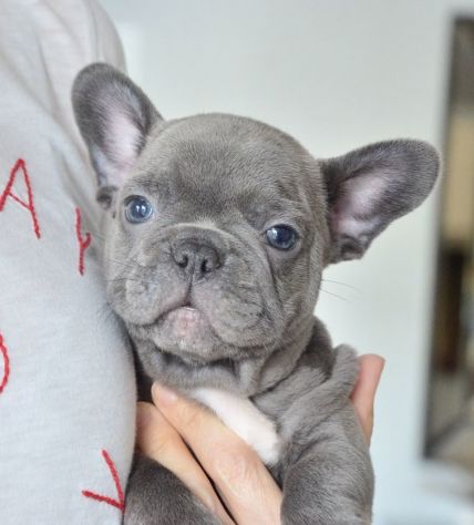 BULLDOG FRANCESE CUCCIOLI BLUE - FRENCH BOULEDOGUE pag rate