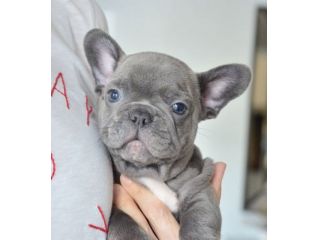 BULLDOG FRANCESE CUCCIOLI BLUE - FRENCH BOULEDOGUE pag rate