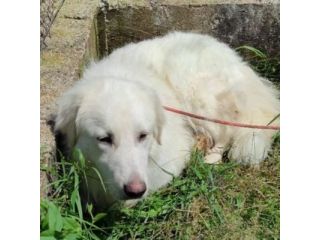 MATISSE, avvilito dal canile. CANE IN ADOZIONE