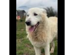 DIMENTICATI DAL MONDO NIKO CANE IN ADOZIONE