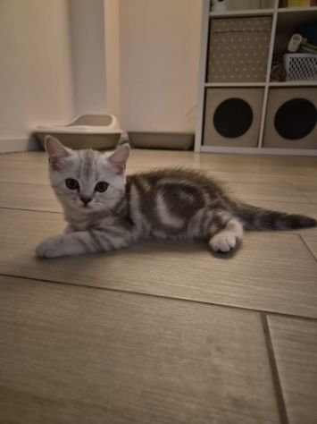 Cuccioli scottish straight e fold - Foto 3