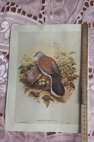 R135 - RARE STAMPE SU CARTA - Foto 4