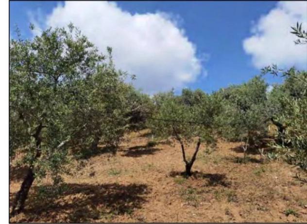 Immobile in asta di 561 m² con più di 5 locali in vendita a San Demetrio Corone - Foto 9
