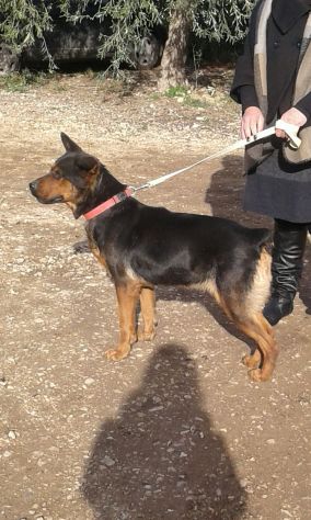 SHILA, bellissima mix rottweiler - Foto 3