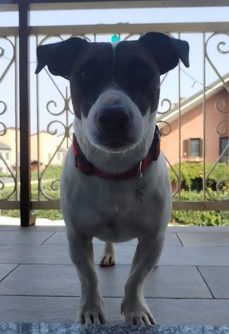 Accoppiamento Jack Russell - Foto 3