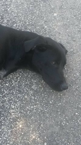 MIA, stupenda segugia - Foto 3