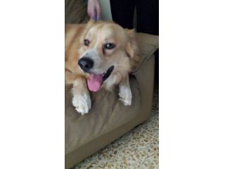 RUDY, dolce cagnolino