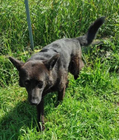 CAGNOLINO IN ADOZIONE: ALBERTO, piccolo lupetto. - Foto 4