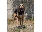 Pippo un tesoro di cane,dolcissimo,socievole e bellissimo, che aspetti?chiama!