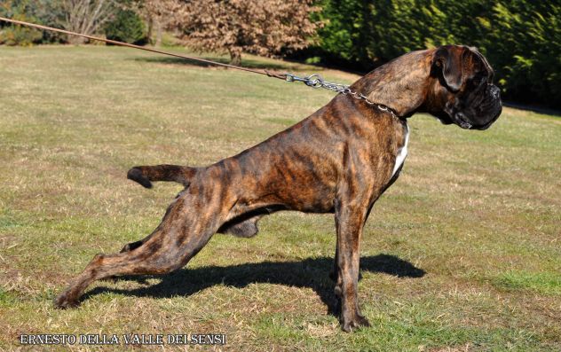 BOXER CUCCIOLI DISPONIBILI TEL 334 3010438 - Foto 7