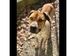 CASPER TRASFERITO E DIMENTICATO; CANE IN ADOZIONE