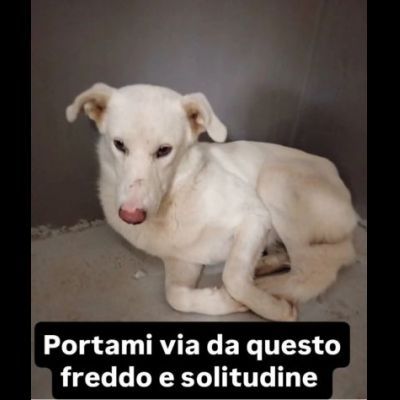 IVAN HA UN ANIMO BUONISSIMO,  CANE IN ADOZIONE, COMPATIBILE ANCHE CON I GATTI - Foto 3