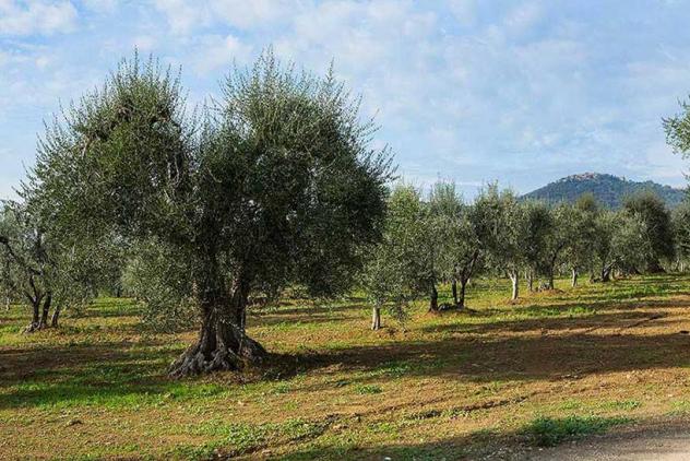 Terreno agricolo in Vendita in zona GHIZZANO con giardino
