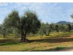 Terreno agricolo in Vendita in zona GHIZZANO con giardino