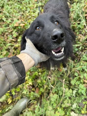 KUMBA, pastorino dolcissimo ignorato da tutti! - Foto 8