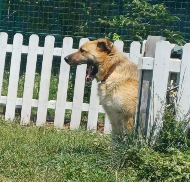 BUBU adozione del cuore per un cane giocoso - Foto 4