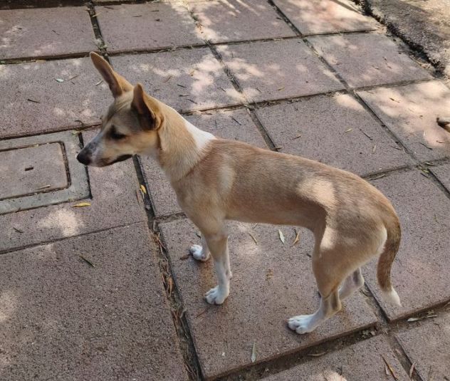 MIA cucciola non voluta... - Foto 4