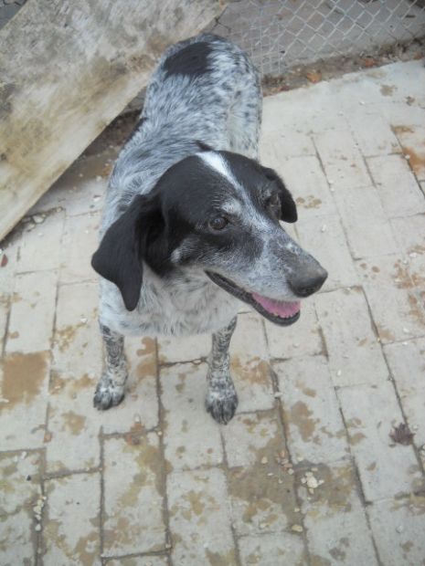 SILA, dolce cagnolina - Foto 2