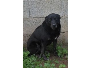 Amos da cucciolo vive in canile