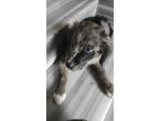 Monet cucciolo mix pastore australiano