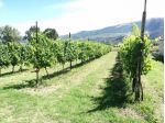 Terreno in vendita in strada montefalco, 25, Montefalco