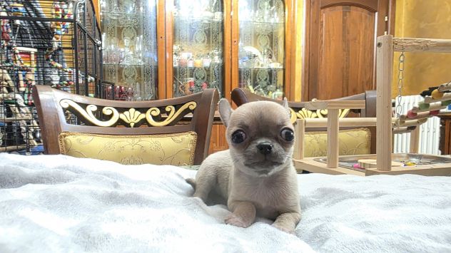 Chihuahua - Foto 3