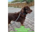 Ciro 2anni e 1/2 fulvo occhi ambra mollato in strada MESSINA