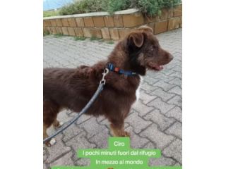 Ciro 2anni e 1/2 fulvo occhi ambra mollato in strada MESSINA