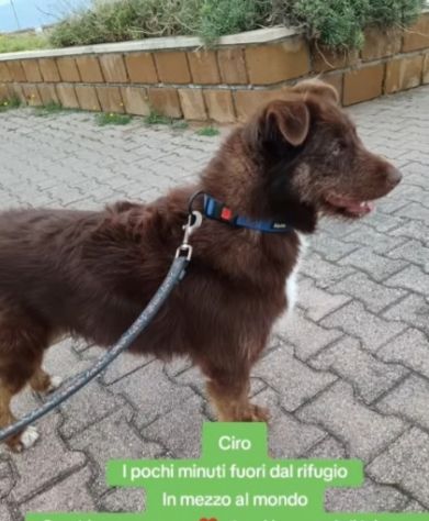 Ciro 3anni fulvo occhi ambra mollato in strada MESSINA