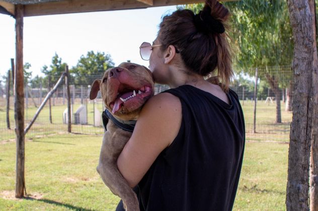 Buono Omar, pitbull, 5 anni, cane maschio - Foto 4
