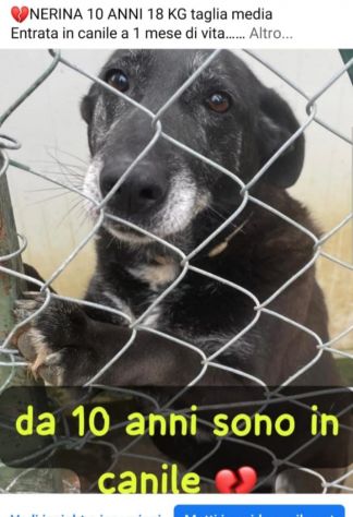 Nerina 10anni ENTRATA AD 1MESE IN CANILE! ROMA