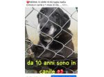 Nerina 10anni ENTRATA AD 1MESE IN CANILE! ROMA
