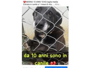 Nerina 10anni ENTRATA AD 1MESE IN CANILE! ROMA