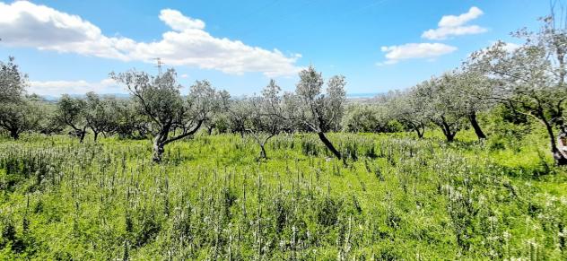 Uliveto in vendita a Montecorvino Rovella - Foto 11