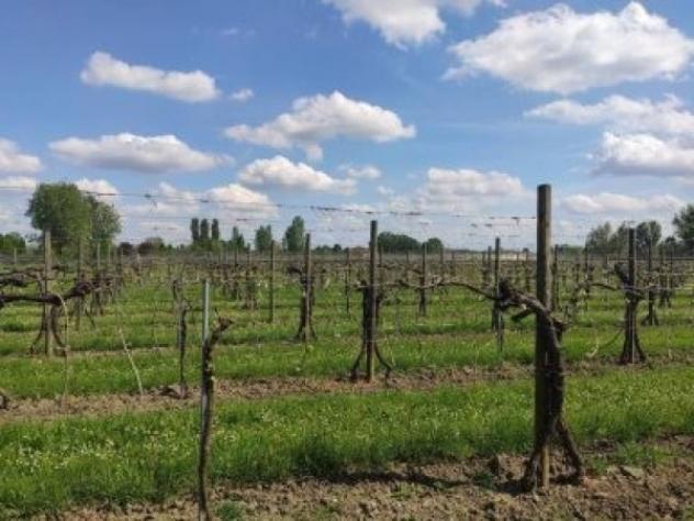 Terreno di 28000 m² in vendita a Rolo